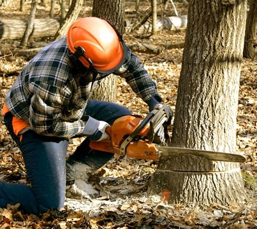 Tree Removal in Clifton, TN